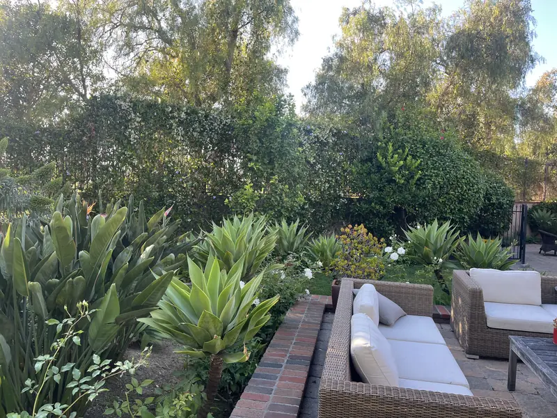 Agaves and bird of paradise around wicker seating