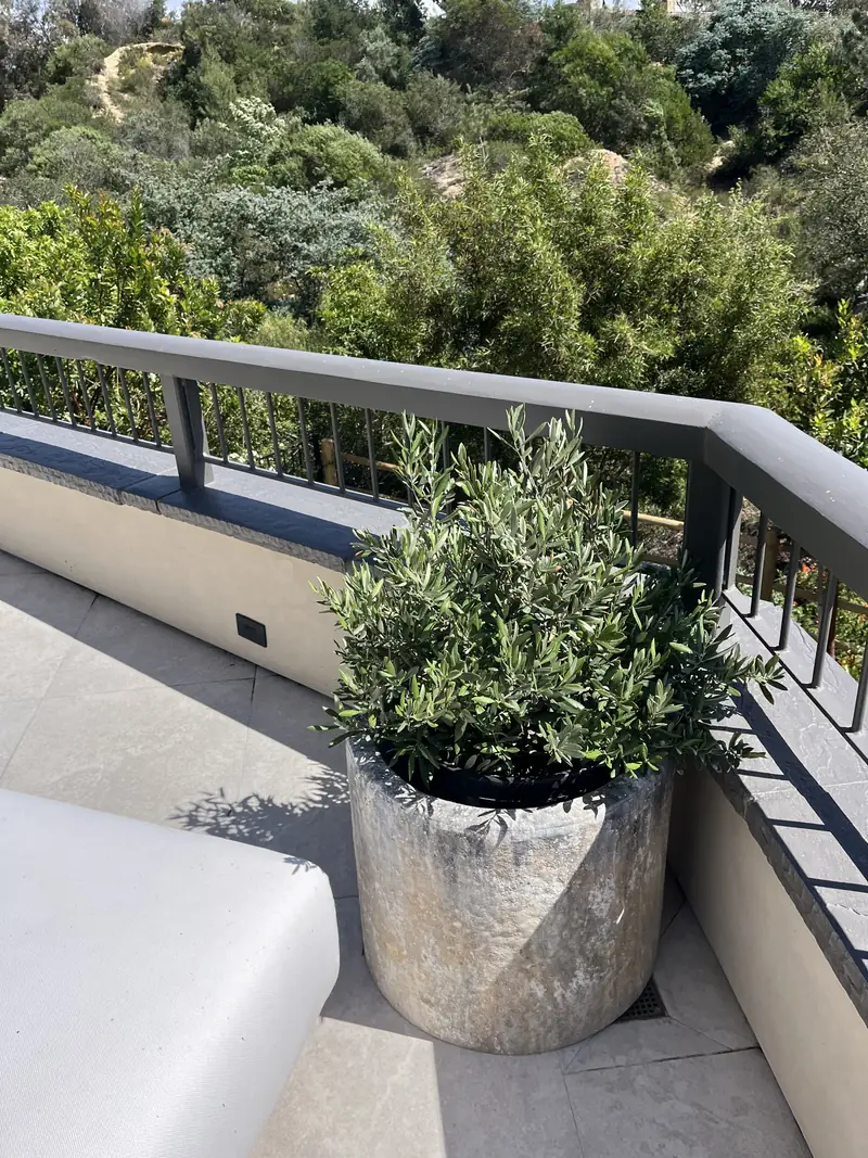 A stone planter of olive on a terrace