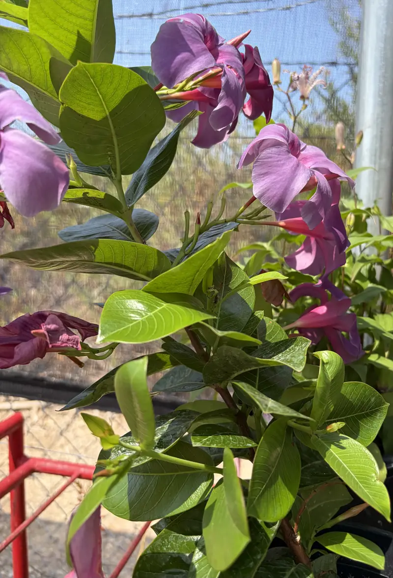 Bougainvillea in bloom