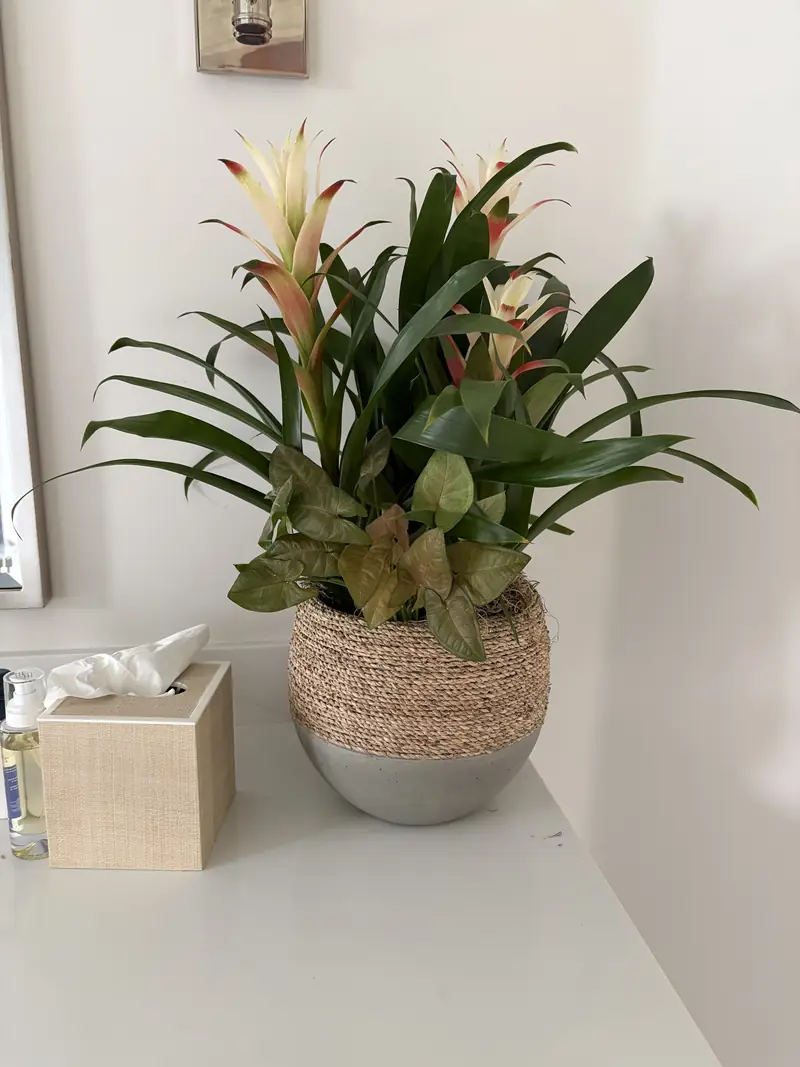 Bromeliads in a woven pot