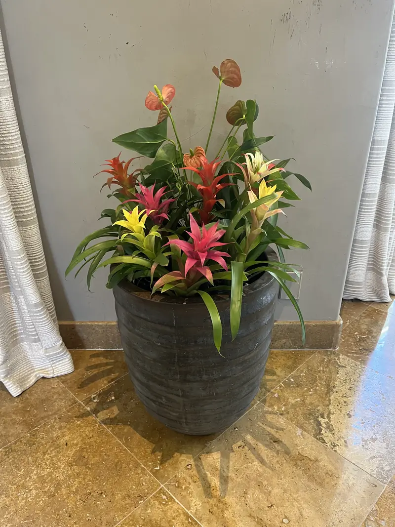 Bromeliads and anthuriums in a ribbed urn