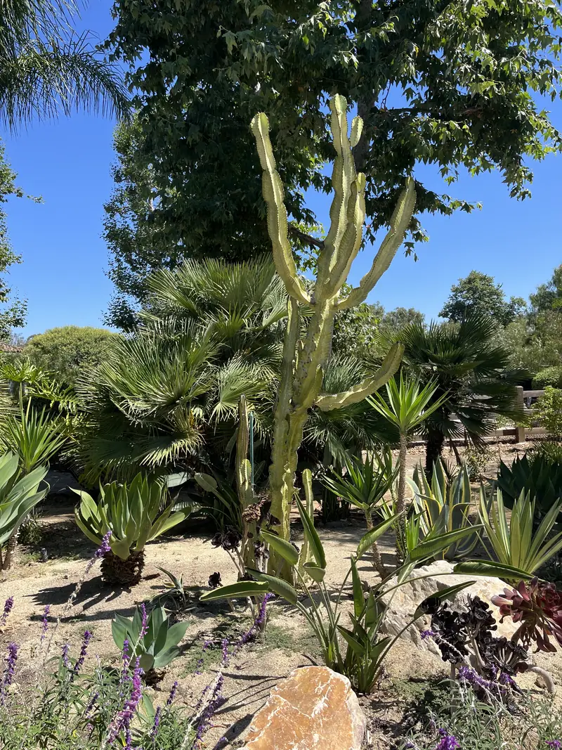 A cactus and palm garden with agave and boulders