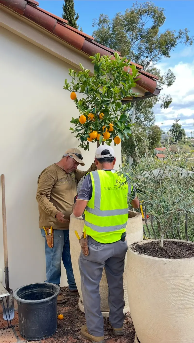 Planting a citrus tree into a tall pot