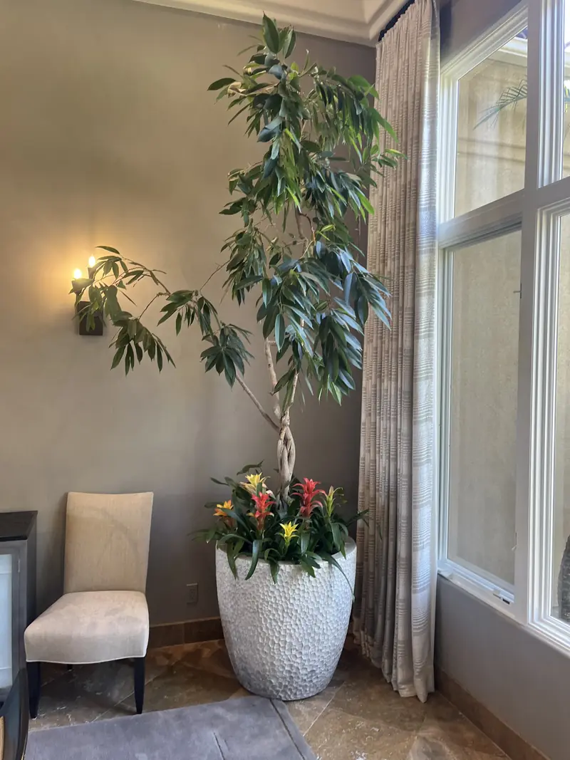 A tall tree and bromeliads in a bright corner