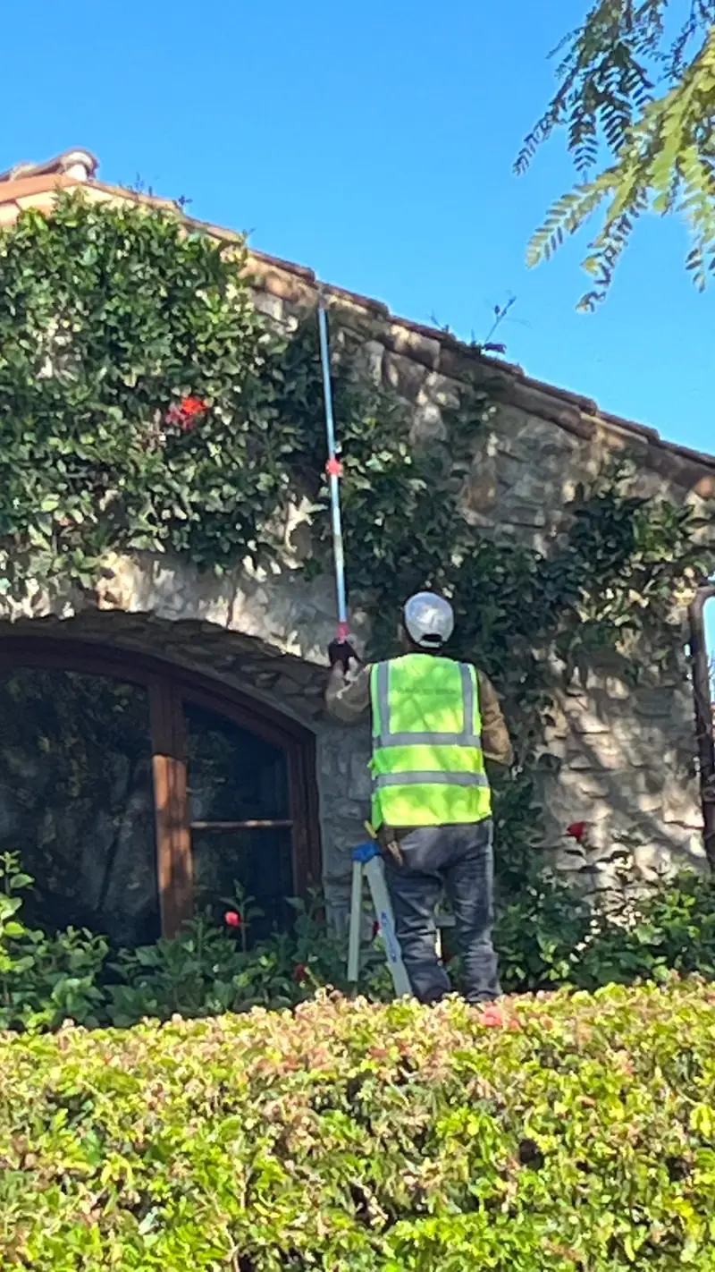 Trimming ivy and hedges along a wall