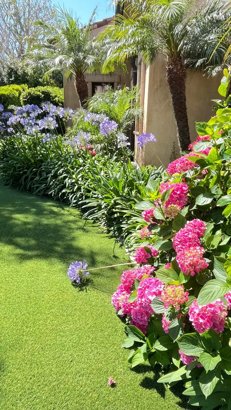 Hydrangeas and agapanthus, which like steady water