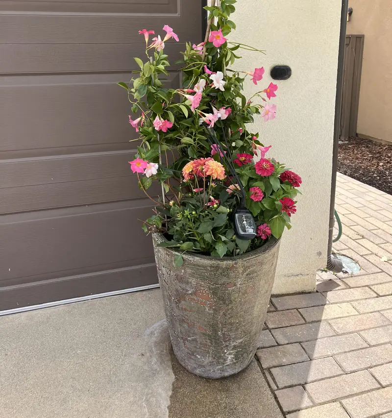 Pink climbers and summer flowers in a tall pot