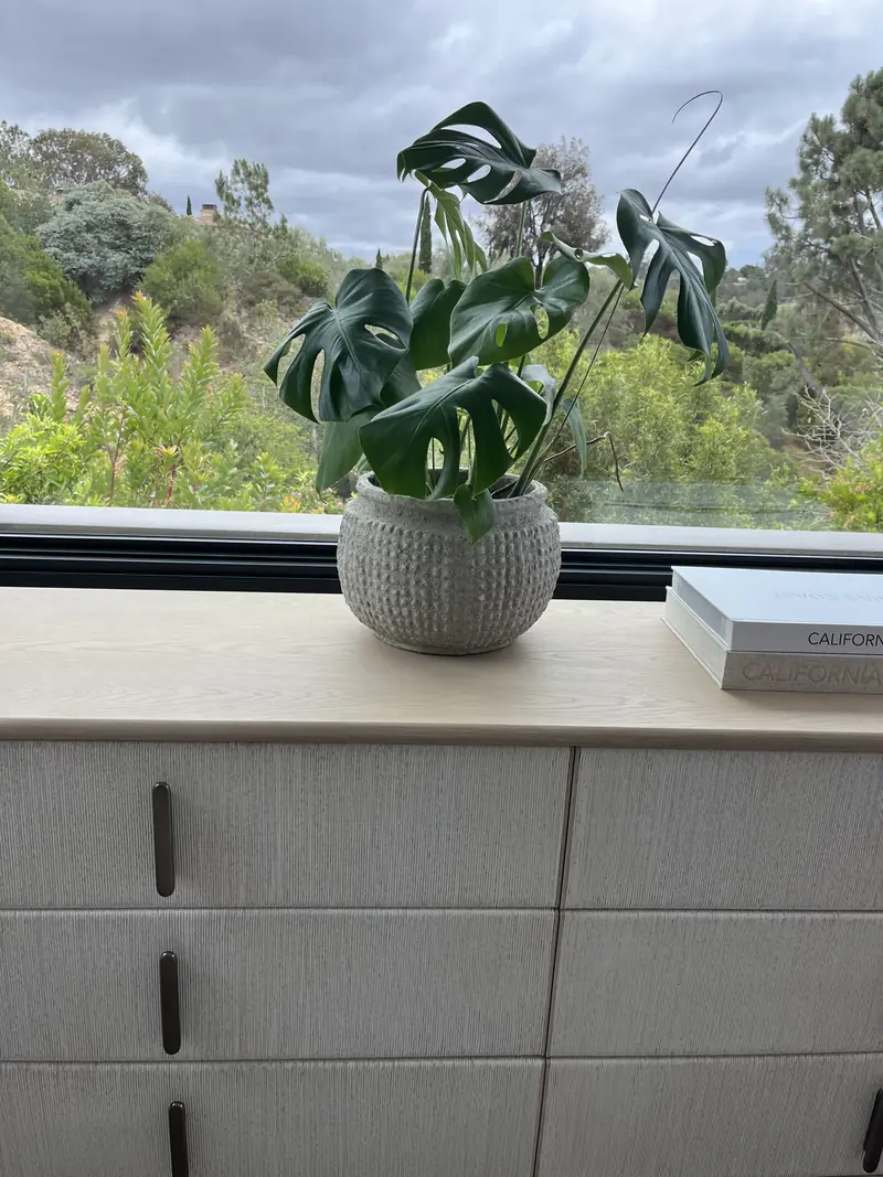 A monstera in a textured pot by the window