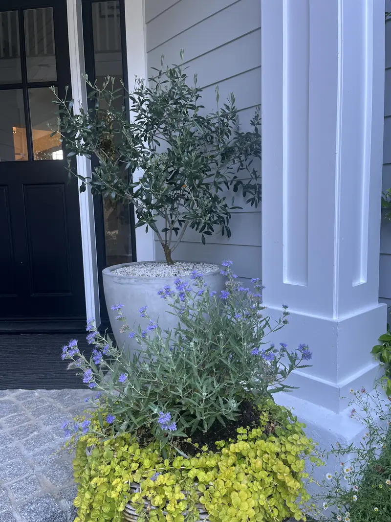 An olive tree and lavender by the front door