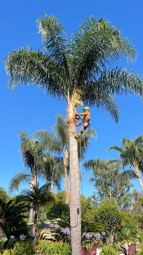 An arborist trimming a tall palm against a blue sky