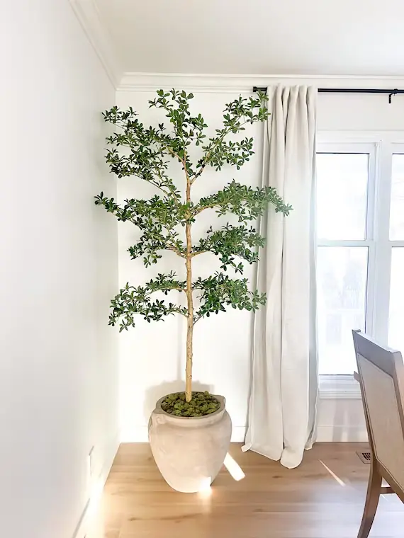 A tree in a white clay pot by the window