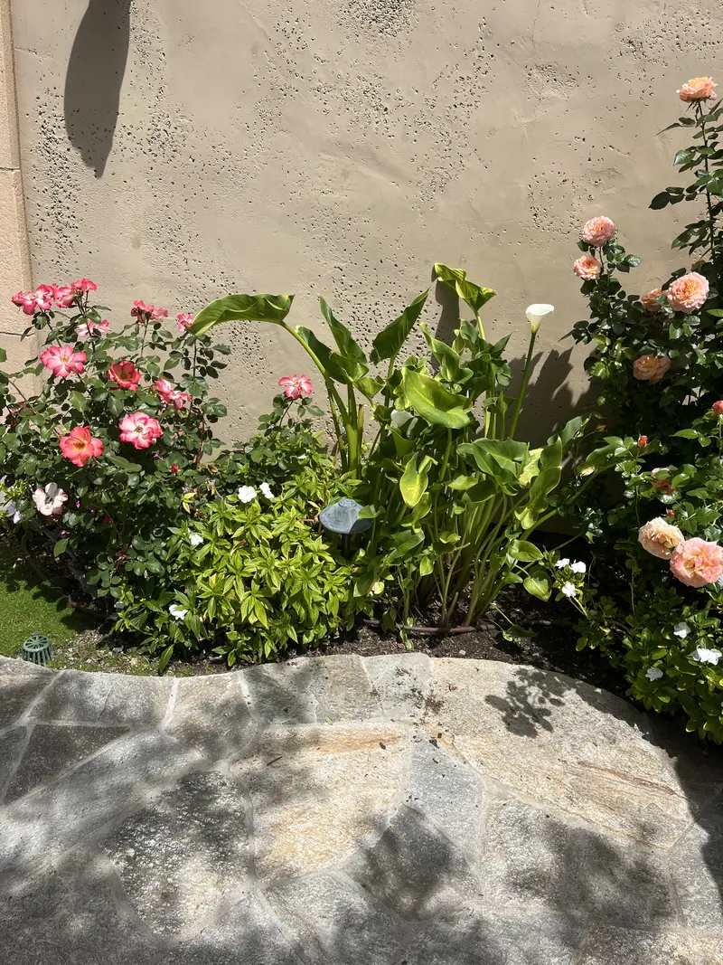 Roses and calla lilies along a stucco wall