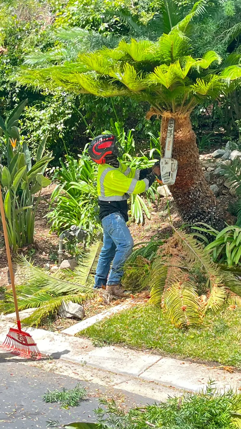 Cleaning up a sago palm