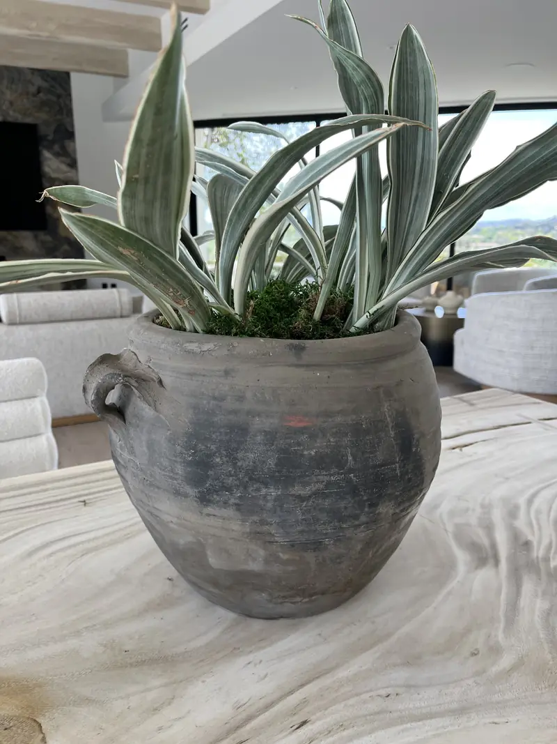 Silver foliage in a weathered clay pot