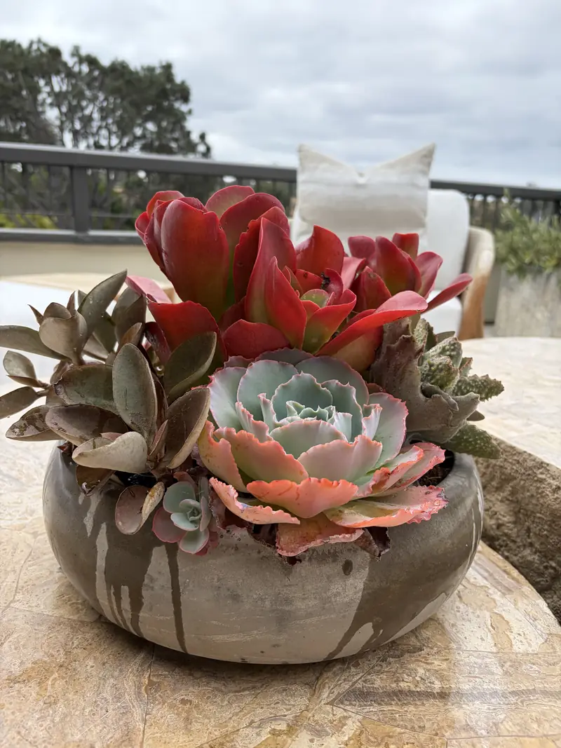 A bowl of succulents on a terrace table