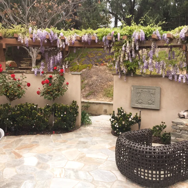 Walled courtyard with wisteria, climbing roses and a flagstone path